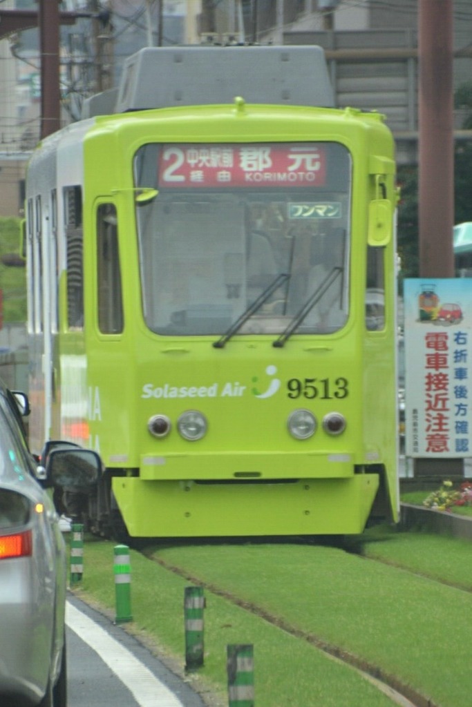 緑の絨毯♪