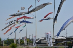 鯉のぼり　1