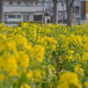 春爛漫♪