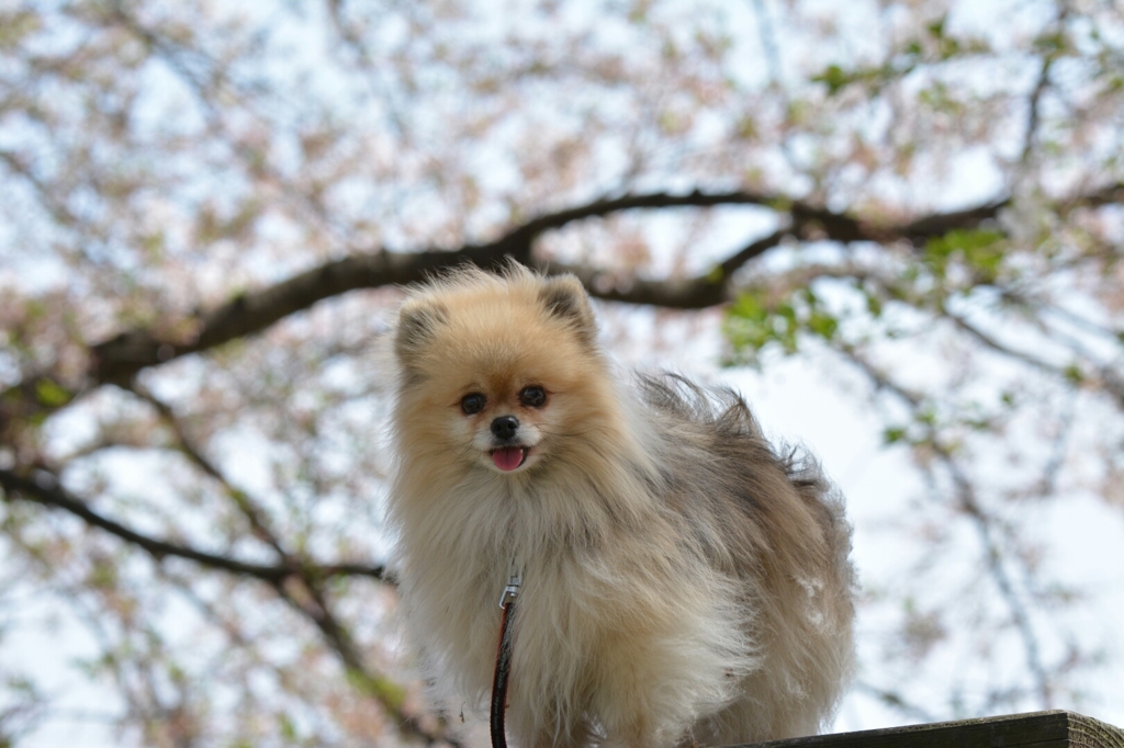 花見犬