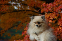 京都御苑の紅葉