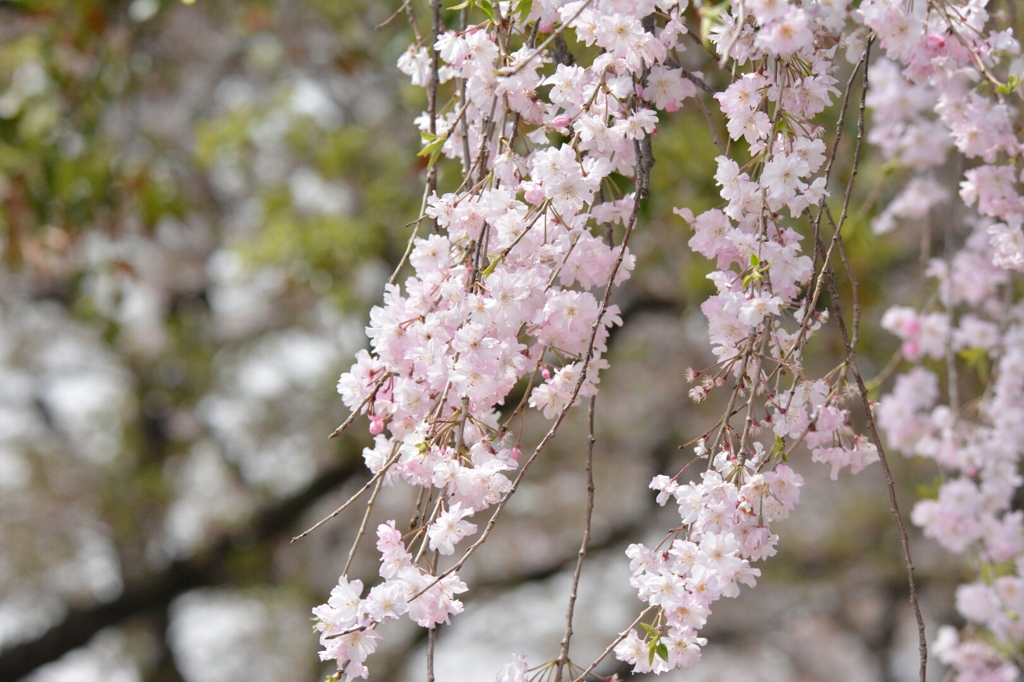 背割桜