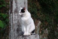FinePix S2 pro試写3