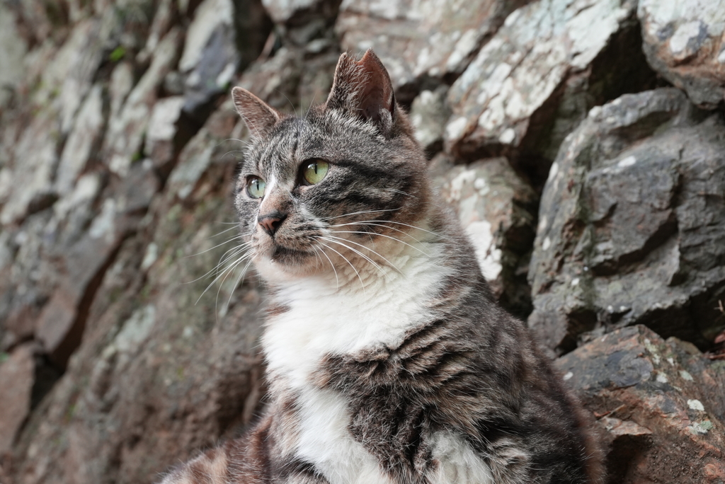 カールツァイスで野良猫