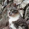 カールツァイスで野良猫