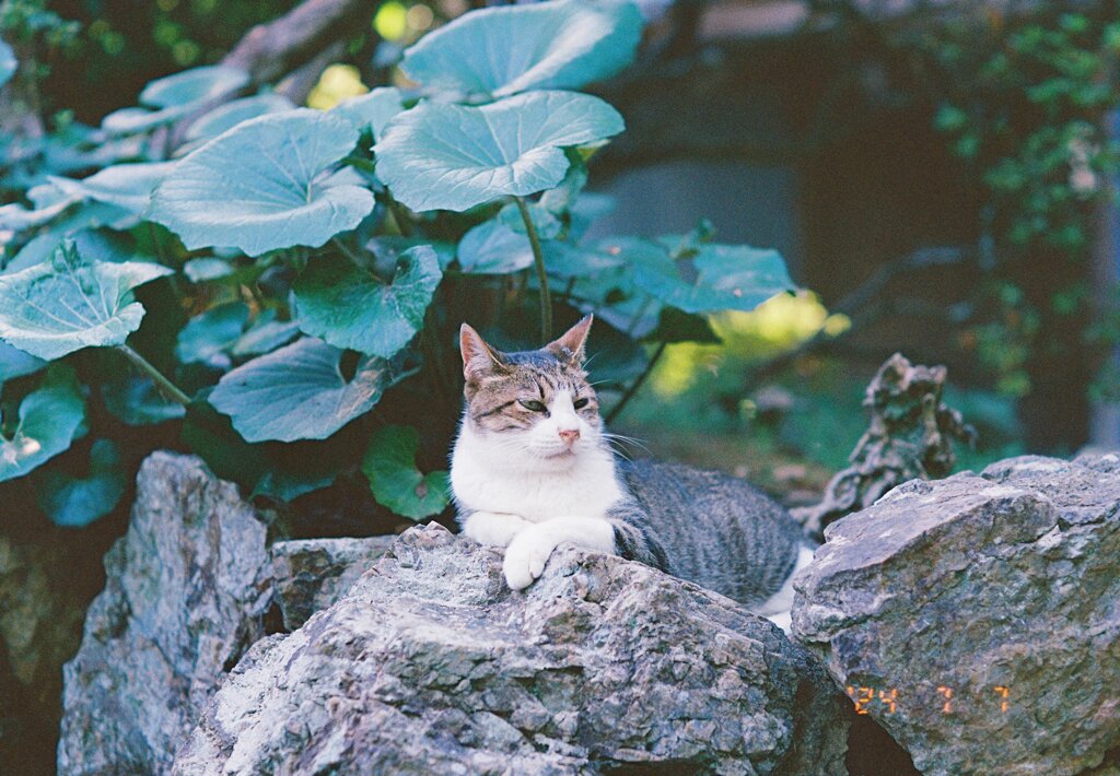 富士フイルム 400で野良猫