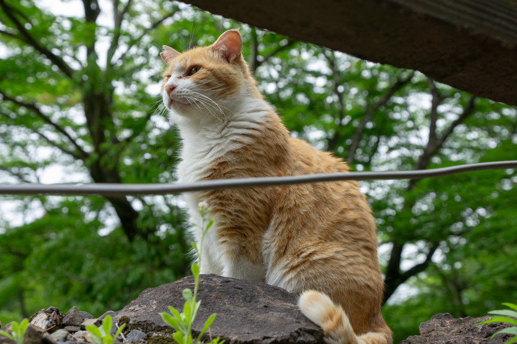 野良猫