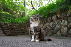 野良猫