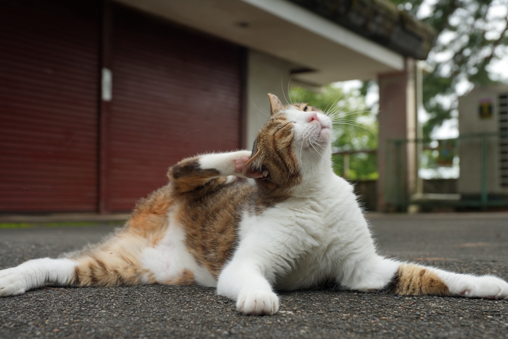 カールツァイスで野良猫2