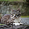 Newレンズで野良猫