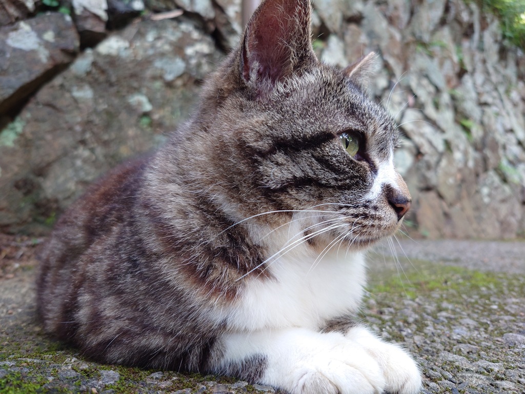 Xperiaで野良猫