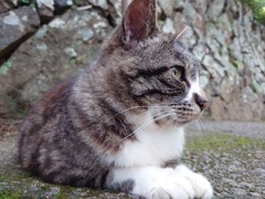 Xperiaで野良猫