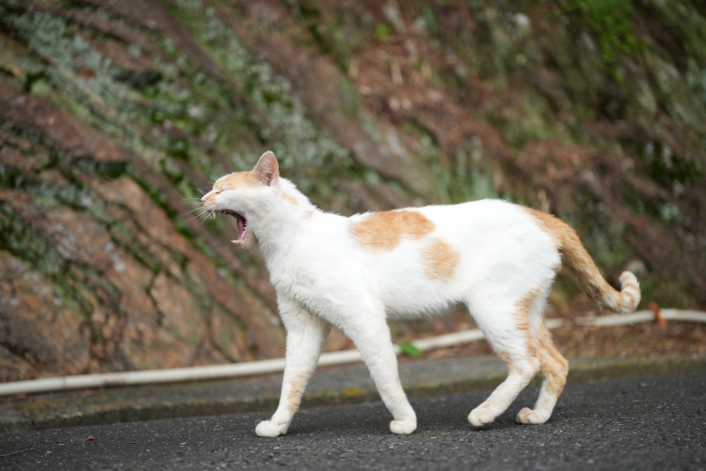 Newレンズで野良猫4