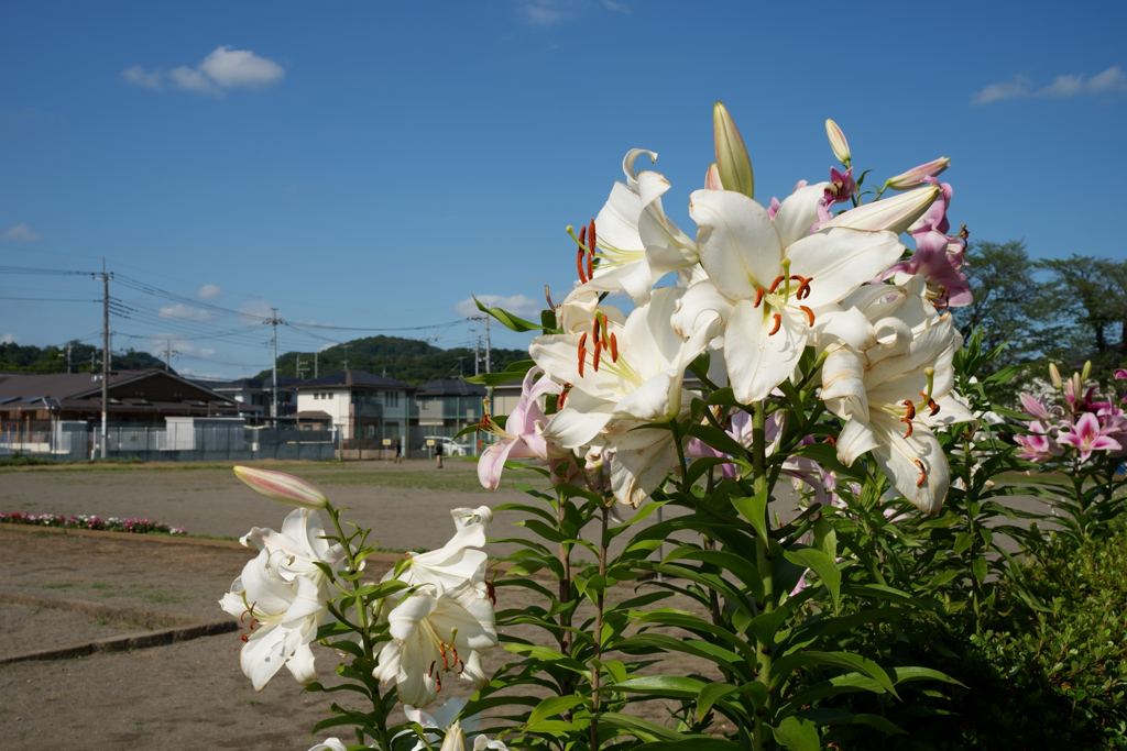 公園の百合