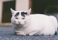野良猫