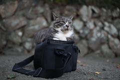 そこは座り心地がよいのかな？