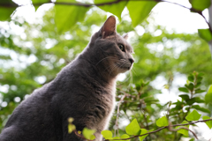 野良猫