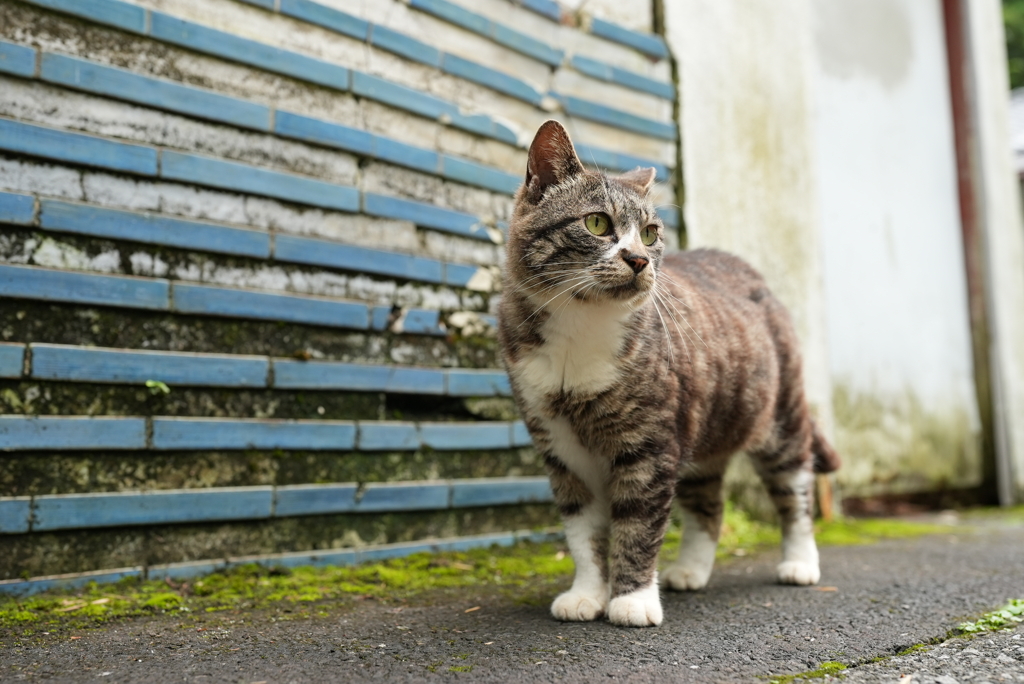 Newレンズで野良猫2