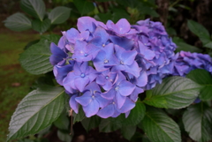 Newレンズで紫陽花