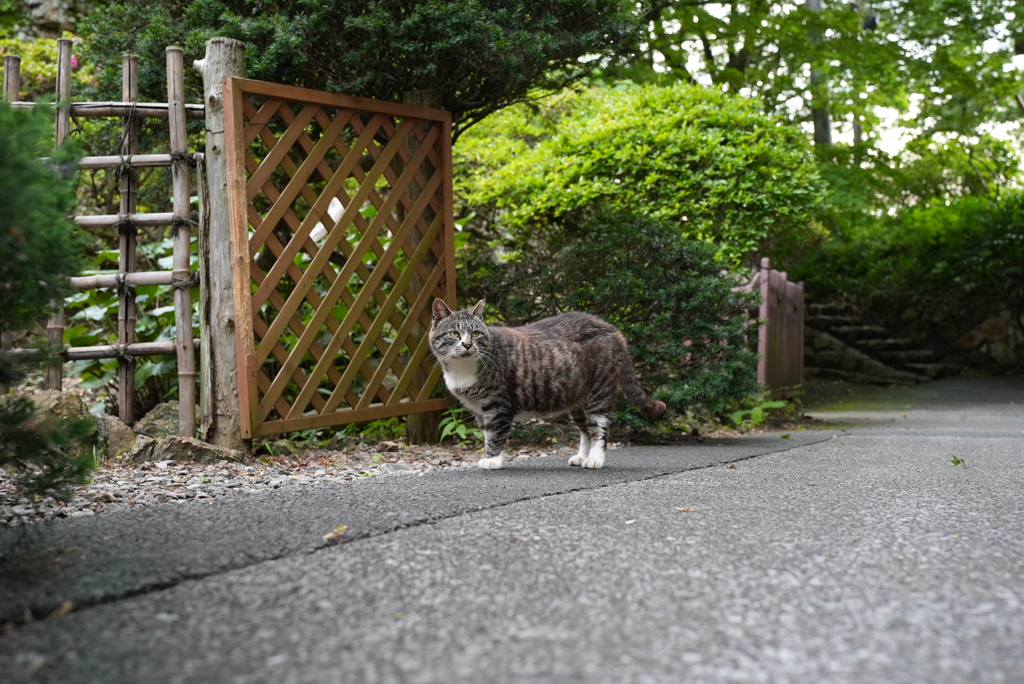 Newレンズで野良猫3