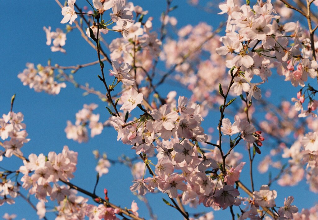 桜あんまり咲いてない…