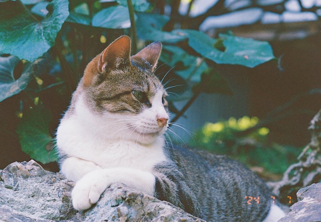 富士フイルム 400で野良猫2