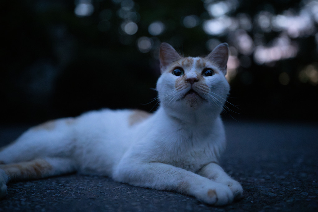 夕暮れ野良猫