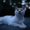 夕暮れ野良猫