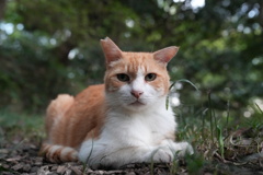野良猫にご挨拶