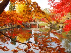 永観堂の逆さ紅葉