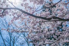 桜