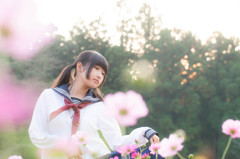 セーラー服とコスモス