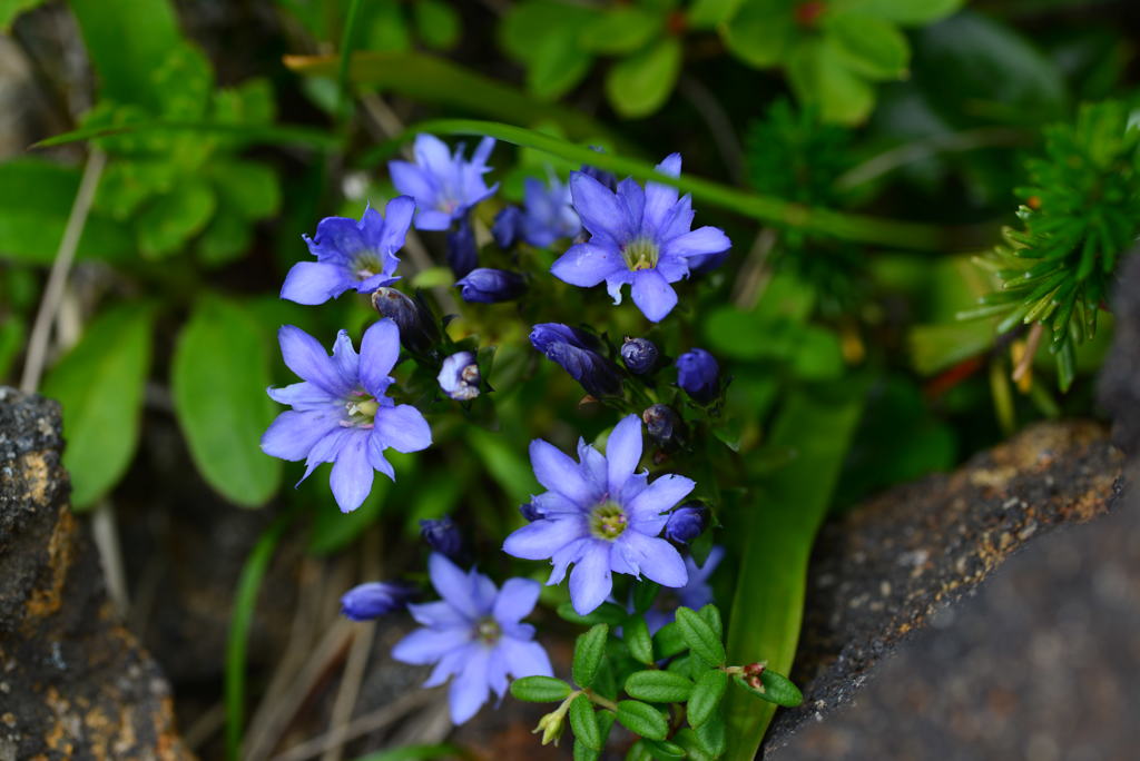 深山竜胆