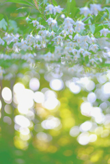 道端の花(エゴノキ)