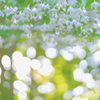 道端の花(エゴノキ)