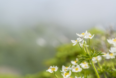 幸せを招く花