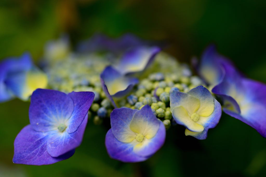  hydrangea