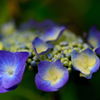  hydrangea