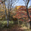 紅葉狩り