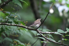 キビタキ　幼鳥