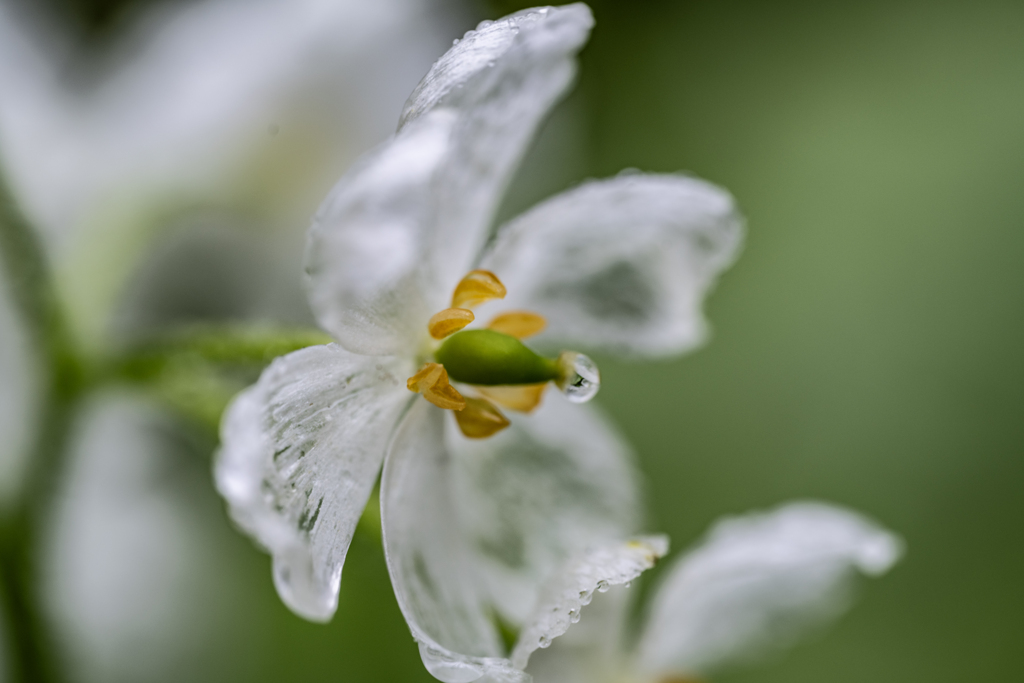 ガラスの花-雨の山荷葉