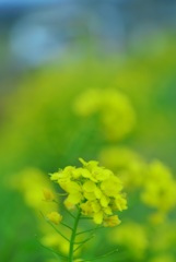 菜の花