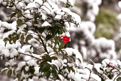雪の中の赤