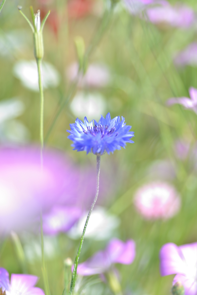 cornflower