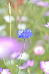 cornflower