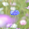 cornflower
