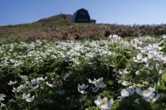 イチゲの花畑と避難小屋