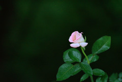 薔薇一輪