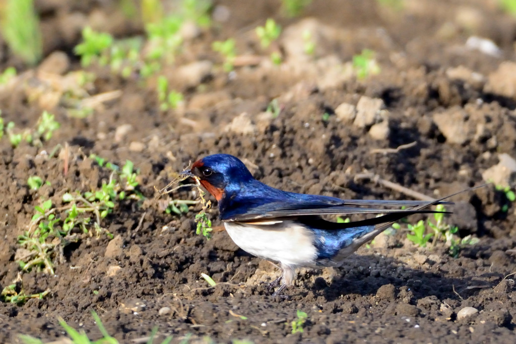 青い鳥