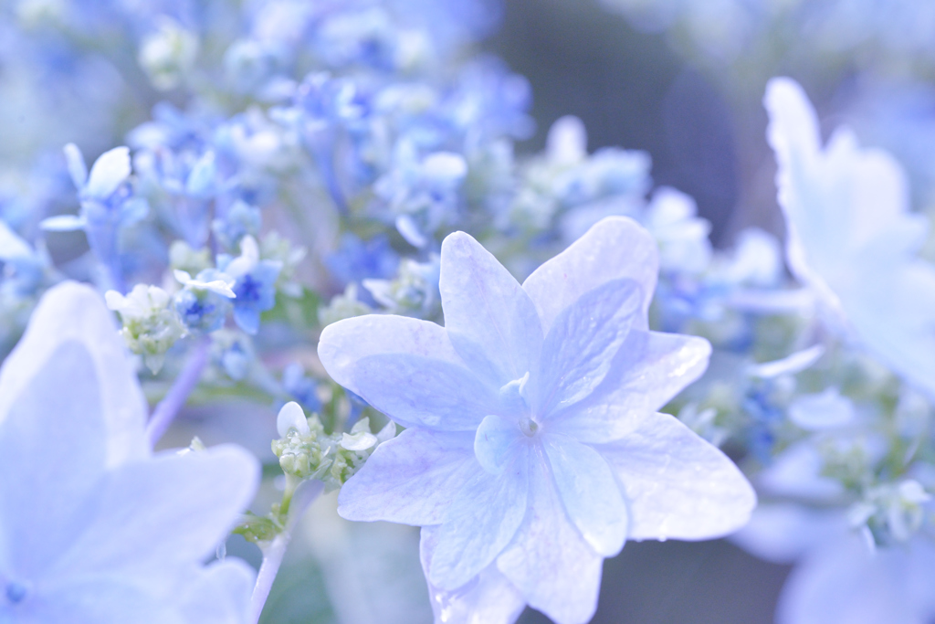 紫陽花#2